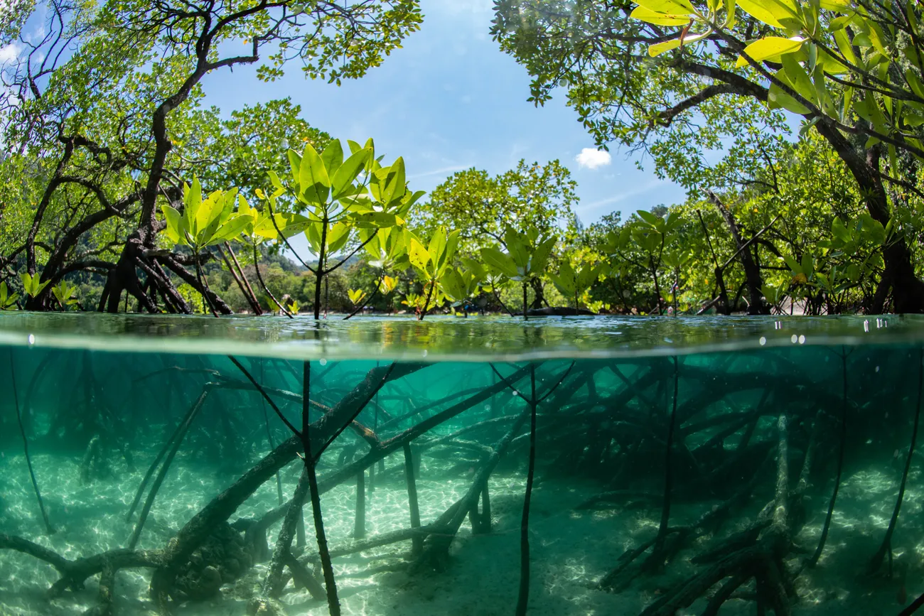 mangrove-forest